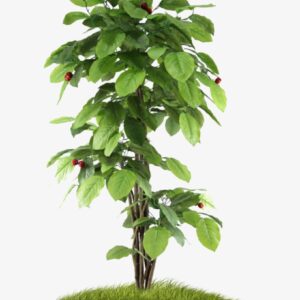 Plants to Bring Goodluck