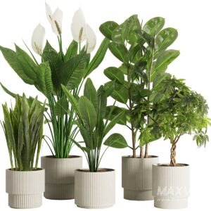 Plants for Decoration on Auspicious Occasion